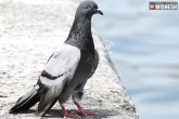 police, India, pigeon as a pakistan messenger, Pigeon