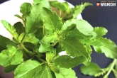 Tulasi leaves benefits, Tulasi leaves in tea, nine powerful benefits because of tulasi leaves, Water