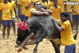 Protesters Demand Promulgation of Jallikattu Ordinance, Panneerselvam Meets PM Modi