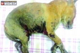 stray dog, stray dog, two puppies burnt alive by watchman in hyderabad, Stray