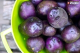 purple potatoes to cure colon cancers, Purple potatoes consumption can limit the spread of cancer, purple potatoes can prevent the spread of colon cancer, Cancer risk