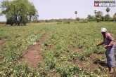 farmers, damage, rains damage crops in medak, Crops