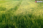 Adilabad, Nizamabad crops damage, heavy rainfall in telangana 28 000 acres of crops damaged in nizamabad district, Heavy rainfall