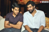 Naga Chaitanya news, Rana Daggubati multi-starrer, rana and chaitu join hands for a multi starrer, Chaitu