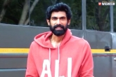 Venkatesh, Rana Daggubati upcoming projects, rana daggubati s surprise in venky s drishyam 2, Rana daggubati news