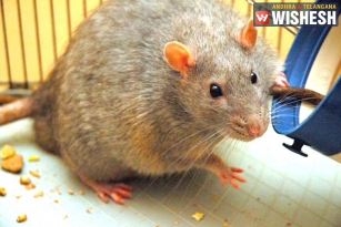 Rat Dance during Ganesh Puja in Guntur