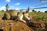 Rats, Rats, rats trained to sniff the land mines, Rats