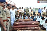 arrest, Tirupati, eight red sander smuggler arrested, Smuggling rs 1 2 cr