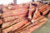 Arrest, Arrest, 395 red sanders logs seized in tirupati, Logs