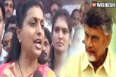 YSRCP, protest, roja says tdp looted everyone in the state, Roja