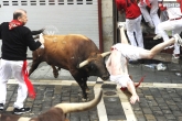Pampalona, Pampalona, running bulls a blood sport, Bulls