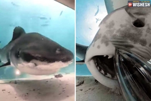 Viral Video: A Shark swallows the camera of a Photographer