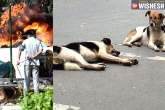 poisoned, poisoned, 50 stray dogs poisoned and burnt in chennai, Burnt