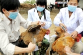 Bird flu, H5N8, suspicion of bird flu epidemic high, Bird flu