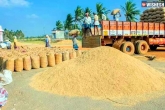 Telangana Paddy, Telangana Paddy breaking news, demand for telangana paddy, Culture