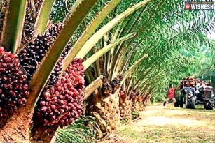Telangana Government To Promote Oil Palm Cultivation