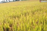 Telangana paddy yield tonnes, Telangana paddy yield updates, telangana to get record paddy yield this year, Telangana paddy