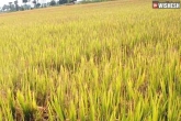 Telangana, Telangana paddy yield tonnes, telangana to get record paddy yield this year, Armin