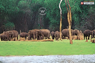 Thekkady - Co-existence of wildlife