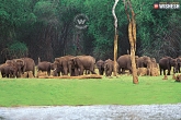 Thekkady, tourist destinations, thekkady co existence of wildlife, Wildlife