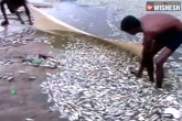 dead fish, temple, thousand dead fishes found floating in tn temple tank, Dead fish