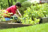 Gardening in Monsoon, Gardening, some tips for your plants during the monsoon months, Gardening