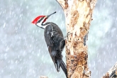 Funny Jokes, Animal Jokes, three trees and a woodpecker, Joke