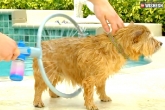 wash, bath, trendy way to wash the dog, Wash