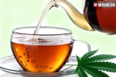 Uses, Benefits, uses and benefits of marijuana tea, Marijuana tea