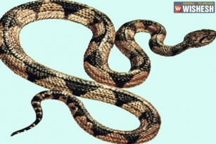 Telangana Woman Grinds Snake, Makes Chutney Accidentally