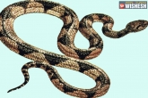 Makes Chutney, Makes Chutney, telangana woman grinds snake makes chutney accidentally, Snake