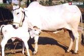 Kamlesh Shriwas updates, Kamlesh Shriwas, woman asked by panchayat to beg for a calf reason inside, Kamlesh shriwas