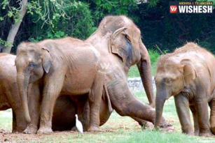 World Elephant Day Organized in Vizag Zoo