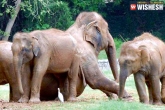 Vizag zoo, event, world elephant day organized in vizag zoo, Vizag zoo