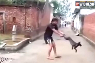 Youth Spins Dog, Video Goes Viral on Social Media