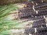 overseas markets, overseas markets, government to remove curbs on sugar exports, Cotton