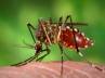 Hemorrhagic fever, dengue cases, dengue and household prevention methods, Dengue cases