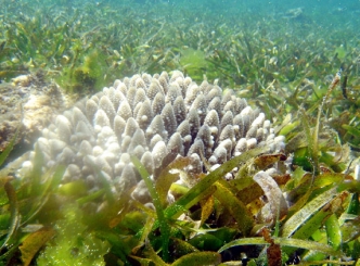 Sex promotes seagrass which acts as carbon sink