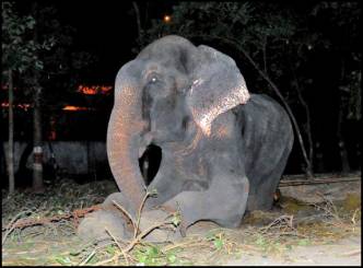 Elephant cries after being freed