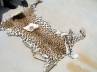 animal abuse, illegal business in mumbai, leopard skin costing rs 4 lakh seized, Leopard