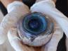 giant eyeball, Florida beach, the giant eyeball belonged to a swordfish, Swordfish