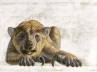megafauna, Extinct, human hunting led to australian beasts extinct, Giant australian beasts