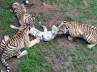 three Bengal tigers, tigers killed pub, cub attacked and eaten by tigers, Bengal tiger