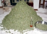 Ganja smuggling, rival gangs of Ganja smuggling, ganja smuggler burnt alive by rivals, Smuggler