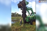 big alligator found in farms, world news, massive alligator caught in florida, Alligator