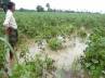 heavy rain in andhra pradesh, andhra pradesh, unseasonal rain killed three people in a p, Warangal district