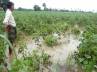 andhra pradesh chief minister, heavy rainfall damaged crops in andhra pradesh, unseasonal rain killed three people in a p, Crops