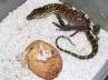 lizard, breeding programme, the world s largest lizards have been born in indonesia zoo, Lizard