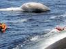 Karachi fish Harbour, Mammoth, slideshow mammoth bryde whale washed ashore, Mammoth mammal