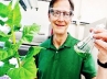Tobacco plants, Berkley University, tobacco goes from villain to biofuel hero, Sci tech news